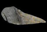 Partial Fossil Megalodon Tooth - Serrated Blade #82839-1